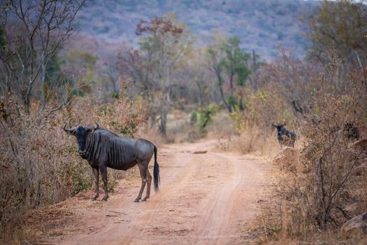 Blue Wildebeest standing in the road in the Welgevonden game reserve, South Africa.