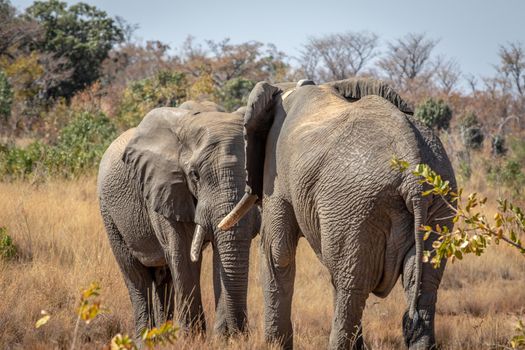Two big male Elephants playing in the Welgevonden game reserve, South Africa