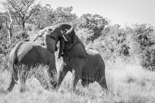 Two big male Elephants playing in black and white in the Welgevonden game reserve, South Africa