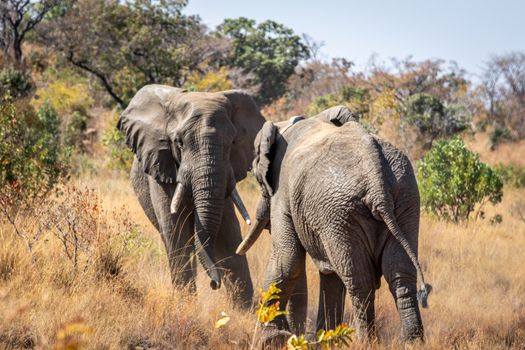 Two big male Elephants playing in the Welgevonden game reserve, South Africa