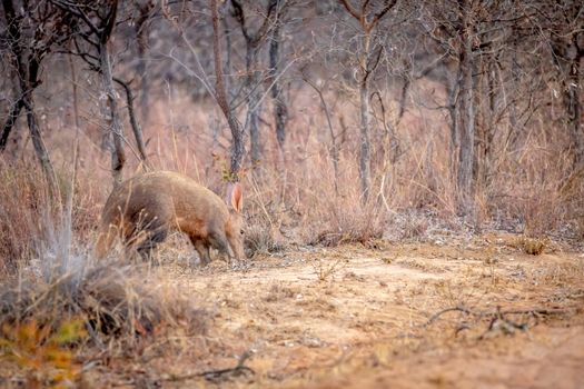 Aardvark walking in the bush in the Welgevonden game reserve, South Africa.