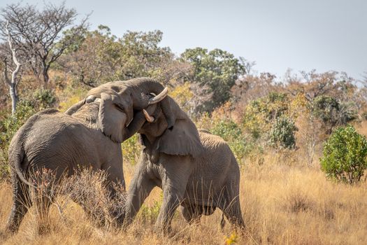 Two big male Elephants playing in the Welgevonden game reserve, South Africa