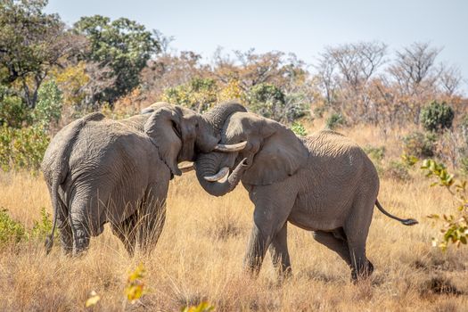 Two big male Elephants playing in the Welgevonden game reserve, South Africa