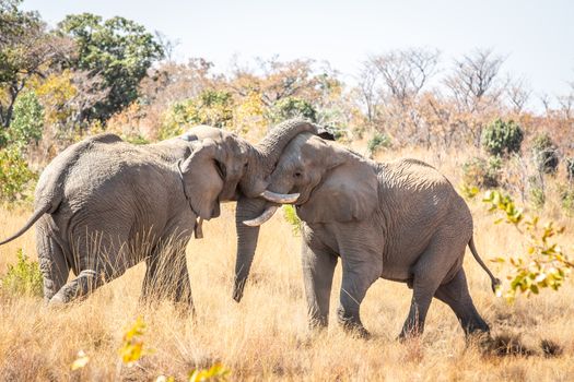 Two big male Elephants playing in the Welgevonden game reserve, South Africa