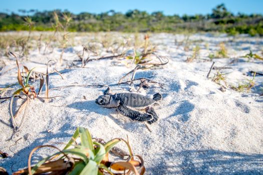 Green sea turtle hatchling on the beach on the Swahili Coast, Tanzania.