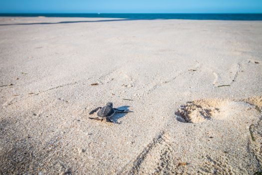 Green sea turtle hatchling on the beach on the Swahili Coast, Tanzania.