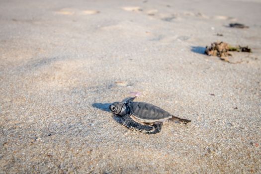 Green sea turtle hatchling on the beach on the Swahili Coast, Tanzania.