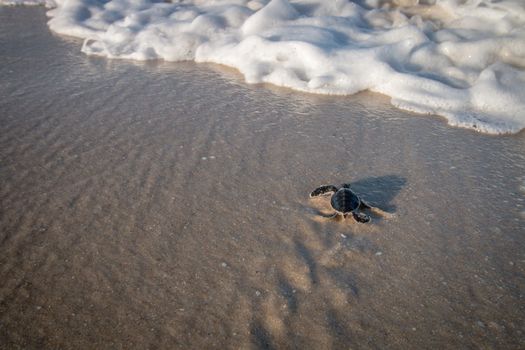 Green sea turtle hatchling on the beach on the Swahili Coast, Tanzania.