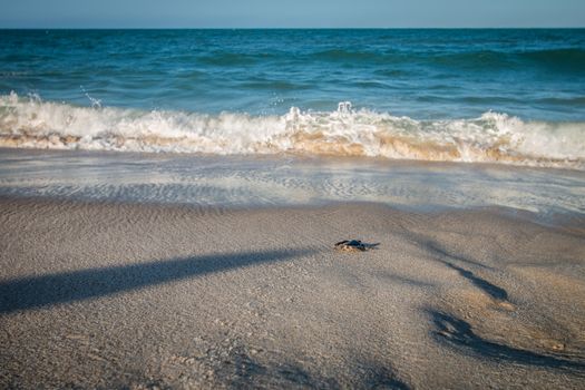 Green sea turtle hatchling on the beach on the Swahili Coast, Tanzania.