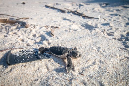 Green sea turtle hatchling on the beach on the Swahili Coast, Tanzania.