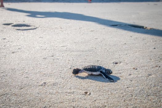 Green sea turtle hatchling on the beach on the Swahili Coast, Tanzania.