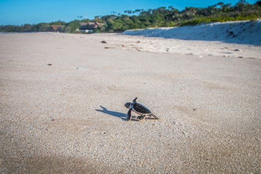 Green sea turtle hatchling on the beach on the Swahili Coast, Tanzania.