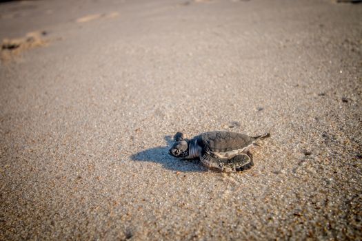 Green sea turtle hatchling on the beach on the Swahili Coast, Tanzania.