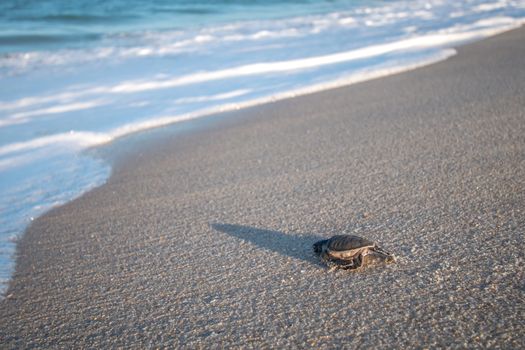 Green sea turtle hatchling on the beach on the Swahili Coast, Tanzania.