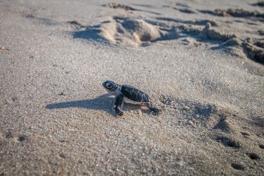 Green sea turtle hatchling on the beach on the Swahili Coast, Tanzania.