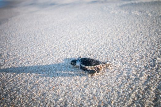 Green sea turtle hatchling on the beach on the Swahili Coast, Tanzania.