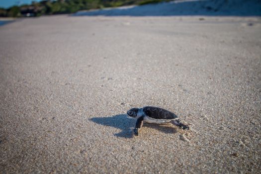 Green sea turtle hatchling on the beach on the Swahili Coast, Tanzania.