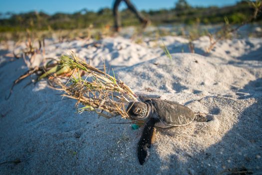 Green sea turtle hatchling on the beach on the Swahili Coast, Tanzania.