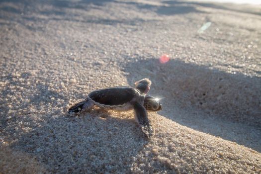 Green sea turtle hatchling on the beach on the Swahili Coast, Tanzania.