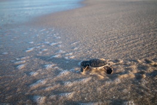 Green sea turtle hatchling on the beach on the Swahili Coast, Tanzania.