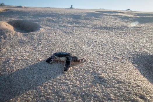 Green sea turtle hatchling on the beach on the Swahili Coast, Tanzania.