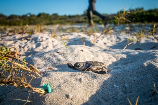 Green sea turtle hatchling on the beach on the Swahili Coast, Tanzania.