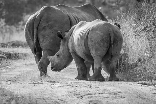 Mother White rhino with a calf in black and white in the bush, South Africa.