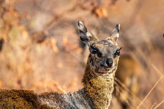 Close up of a Klipspringer in the Welgevonden game reserve, South Africa.