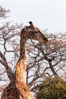 Side profile of a Giraffe in the Welgevonden game reserve, South Africa.