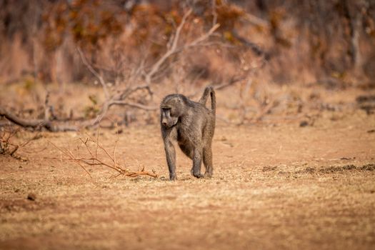 Chacma baboon walking in the grass in the Welgevonden game reserve, South Africa.