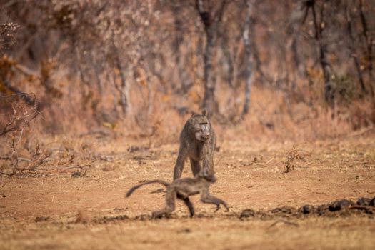 Chacma baboon walking in the grass in the Welgevonden game reserve, South Africa.