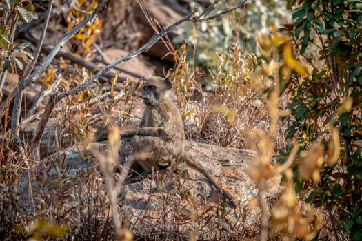 Chacma baboon sitting on a rock in the Welgevonden game reserve, South Africa.