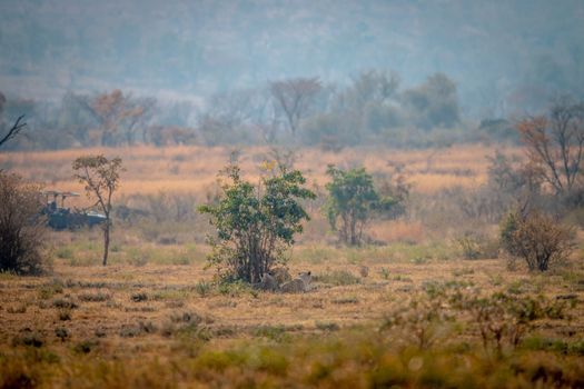 Lions laying under a bush in the Welgevonden game reserve, South Africa.