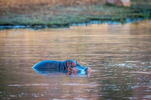 Baby Hippo standing on the back of his mother in the Welgevonden game reserve, South Africa.