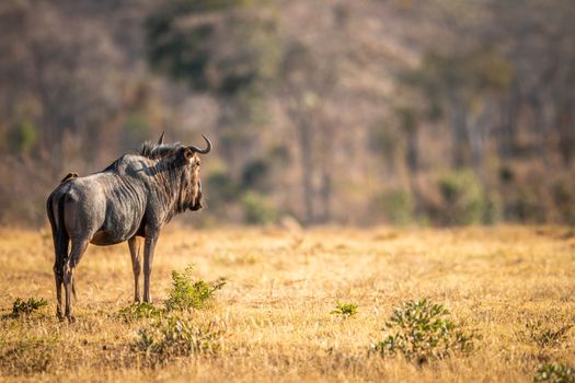 Blue wildebeest standing in the grass in the Welgevonden game reserve, South Africa.