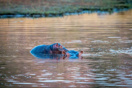 Baby Hippo standing on the back of his mother in the Welgevonden game reserve, South Africa.