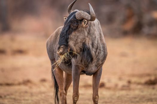 Blue wildebeest standing in the grass and eating in the Welgevonden game reserve, South Africa.