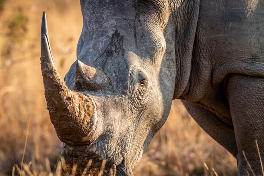 Close up of a White rhino head, South Africa.