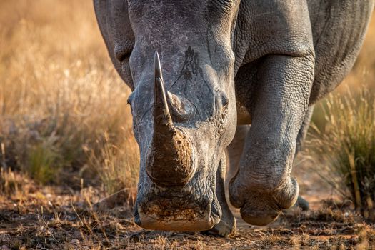 Close up of a White rhino head, South Africa.