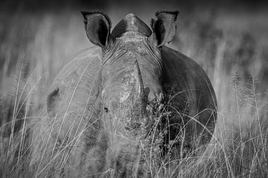 White rhino in the high grass looking at the camera in black and white, South Africa.