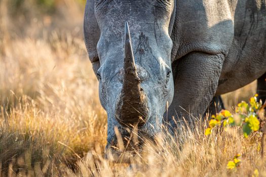 Close up of a White rhino head, South Africa.