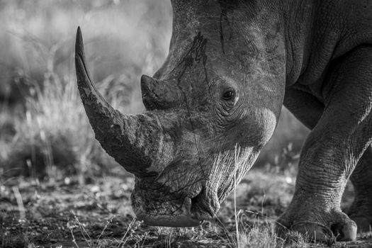 Close up of a White rhino head in black and white, South Africa.