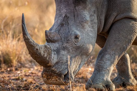 Close up of a White rhino head, South Africa.