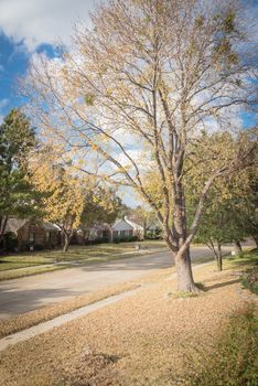 Almost bare tree yellow fall leaves at front yard of residential house in suburbs of Dallas. Quite neighborhood with row of typical one story house covered with dried autumn leaves