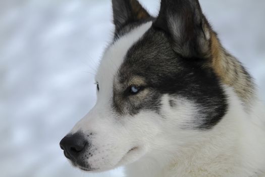 very beautiful portrait of a husky dog brown