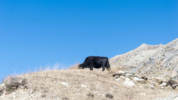 Yak grazing in on top of a Himalayas mountain. Ladakh, India.