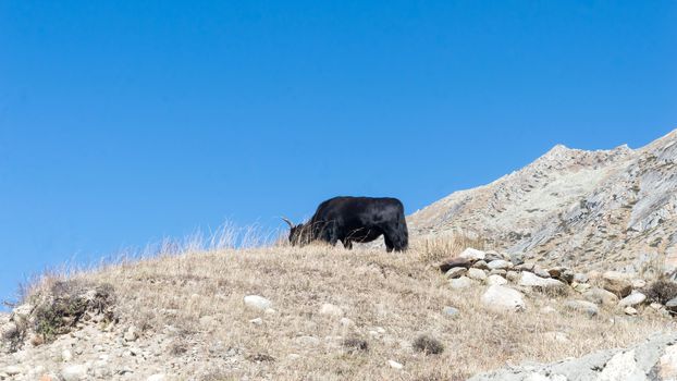 Yak grazing in on top of a Himalayas mountain. Ladakh, India.