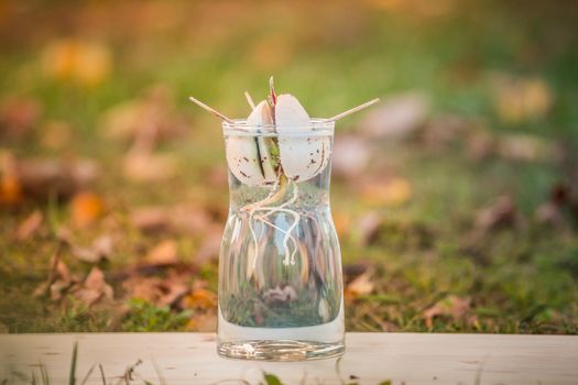 Avocado sprout grows from the seed in a glass of water. A living plant with leaves, the beginning of life on a table.