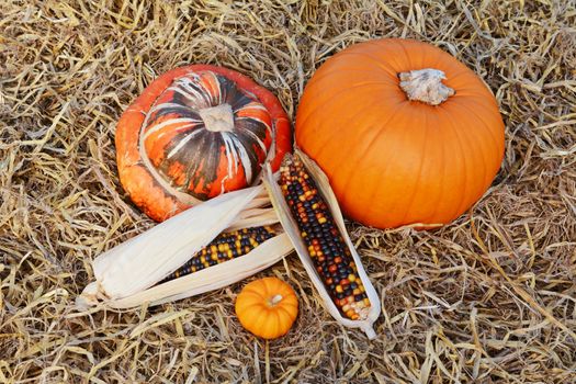 Autumnal Turks turban gourd and pumpkin with multi-coloured ornamental corn cobs on a bed of straw