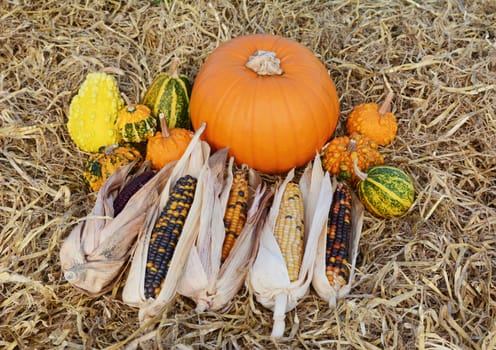 Ripe pumpkin surrounded by ornamental gourds and multi-coloured Indian corn cobs in fall on a bed of straw